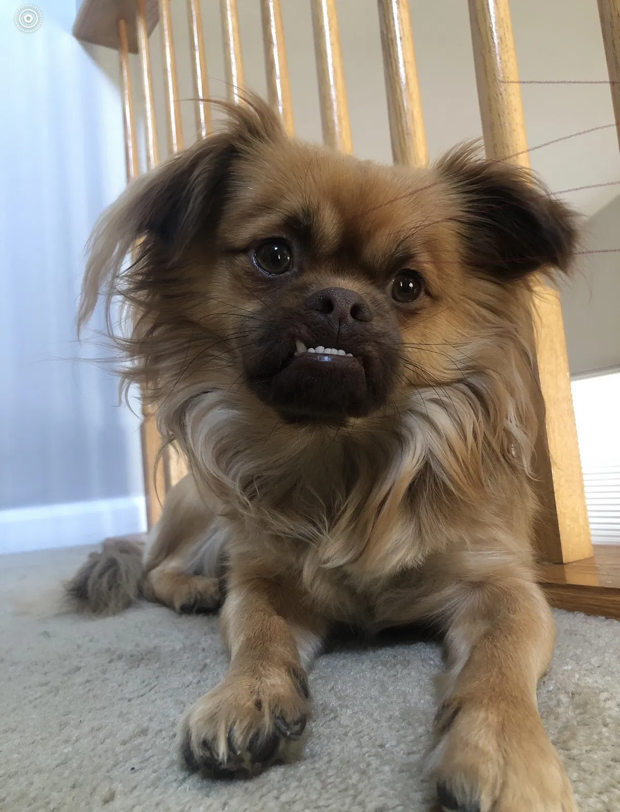 Lost dog in Bridgeton, NJ, 8302