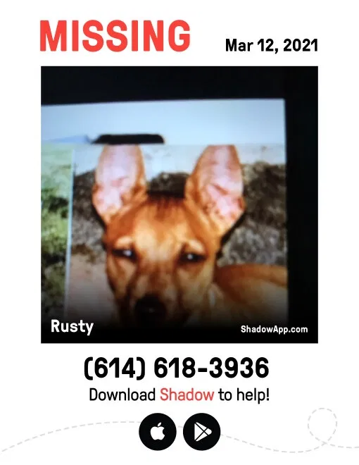 Lost dog in Columbus, OH, 43219