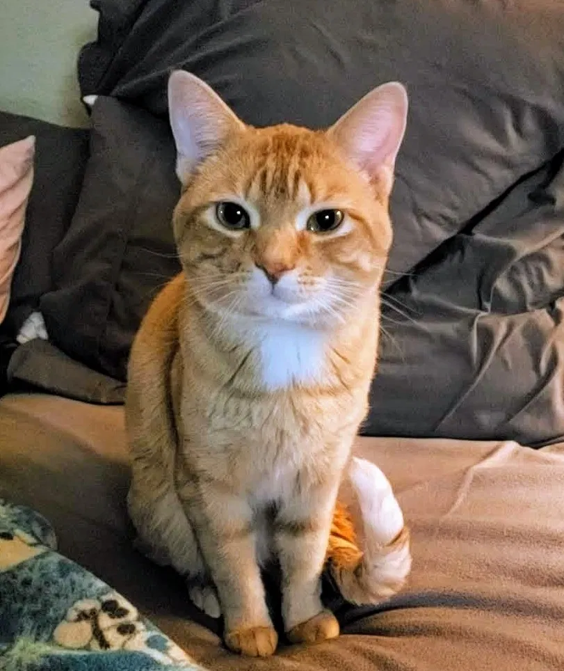 Lost cat in Rockford, IL, 61103