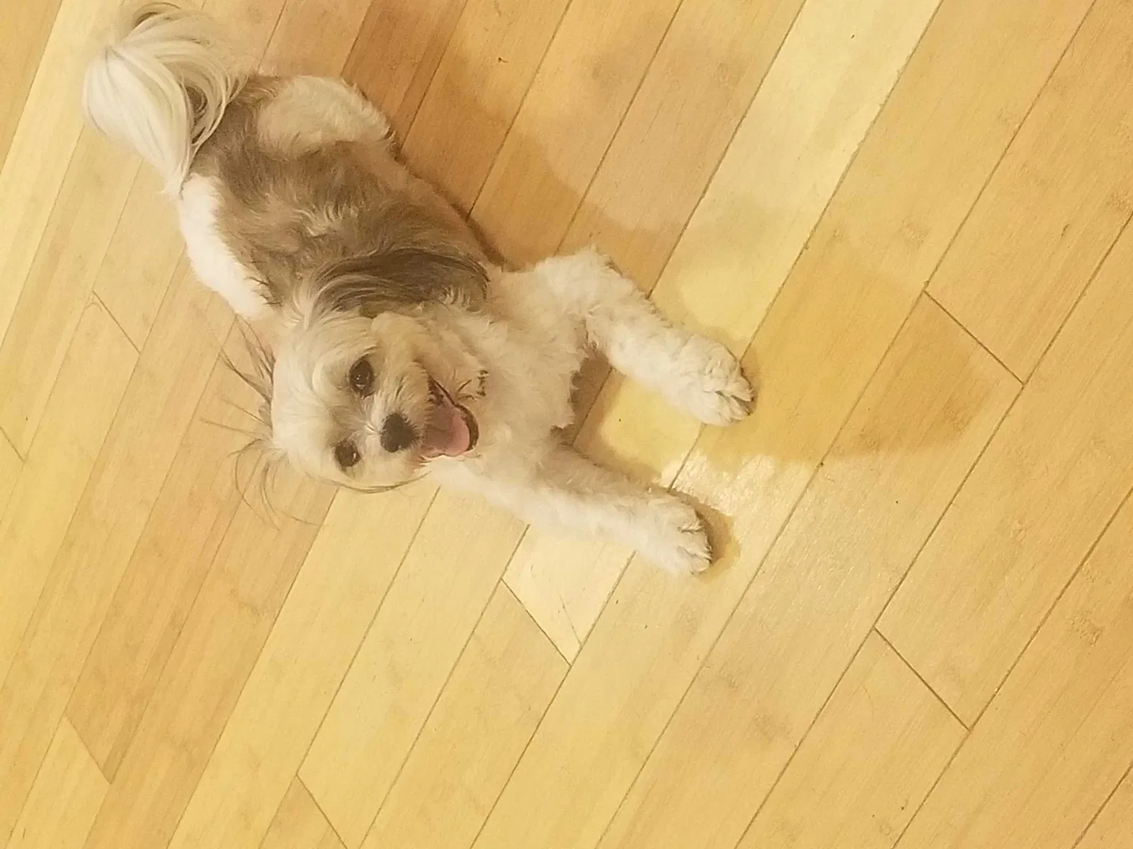Lost dog in New Orleans, LA, 70122