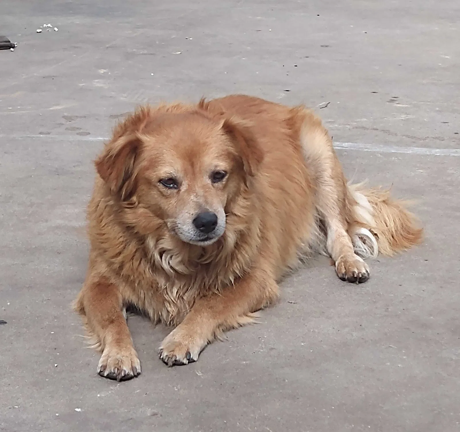 Lost dog in Conroe, TX, 77301