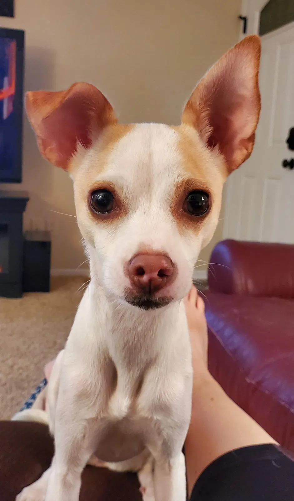 Lost dog in Oxford, OH, 45056