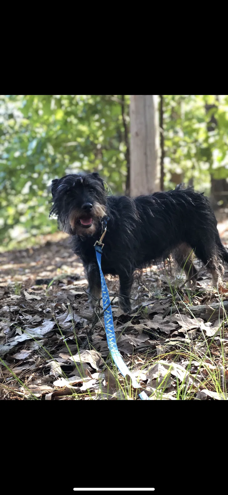 Lost dog in Little Rock, AR, 72211