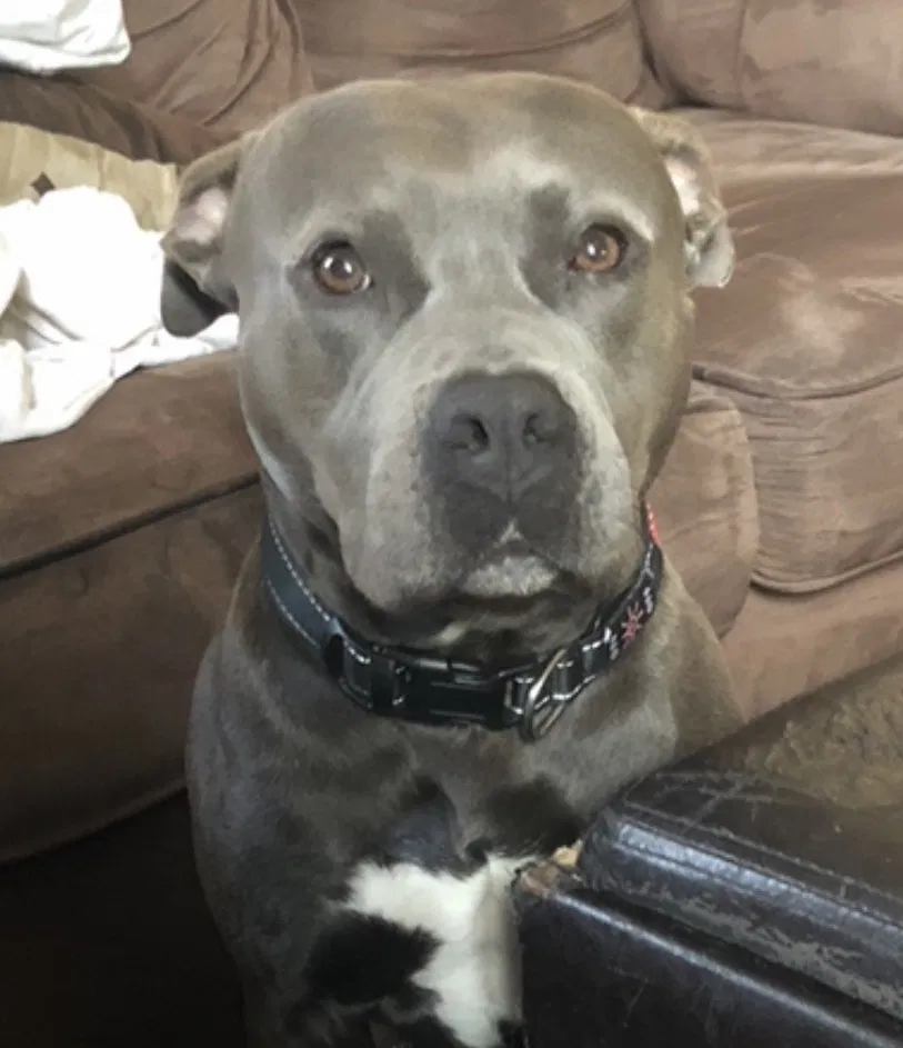 Lost dog in Ocoee, FL, 34761