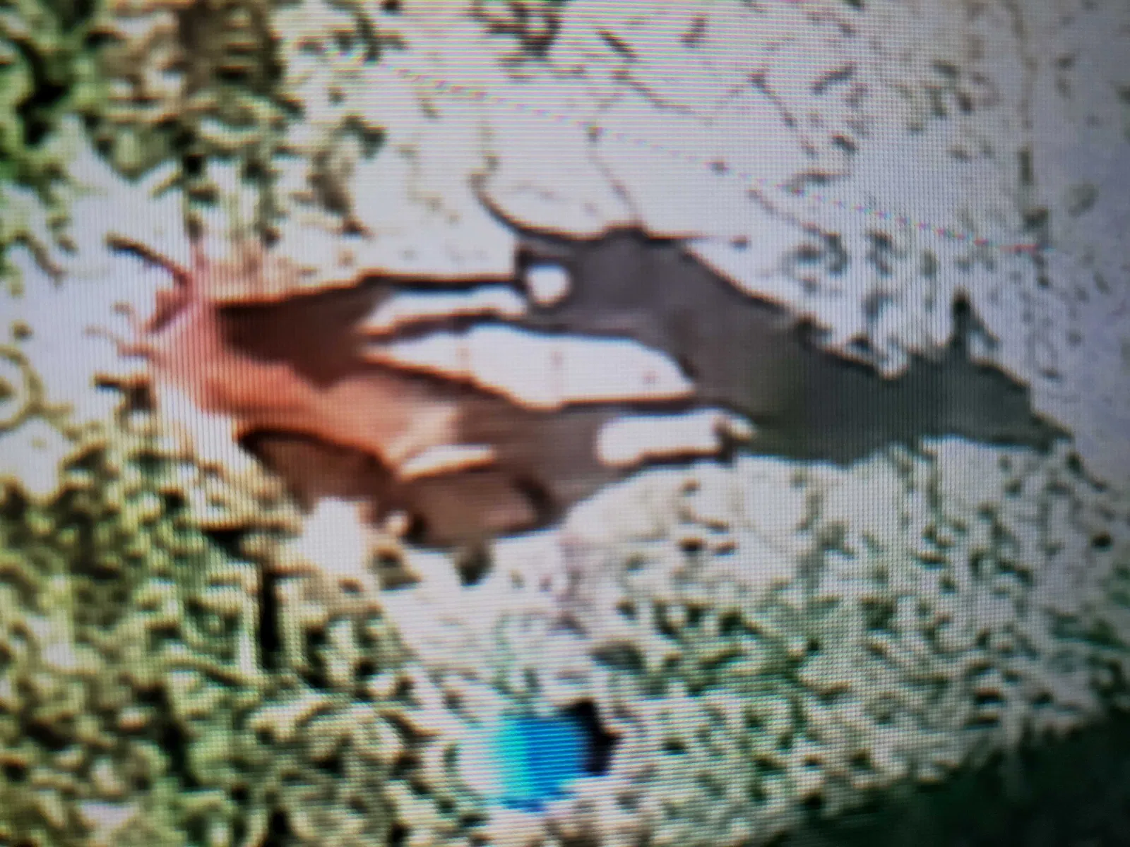 Lost dog in Brownsville, TX, 78520