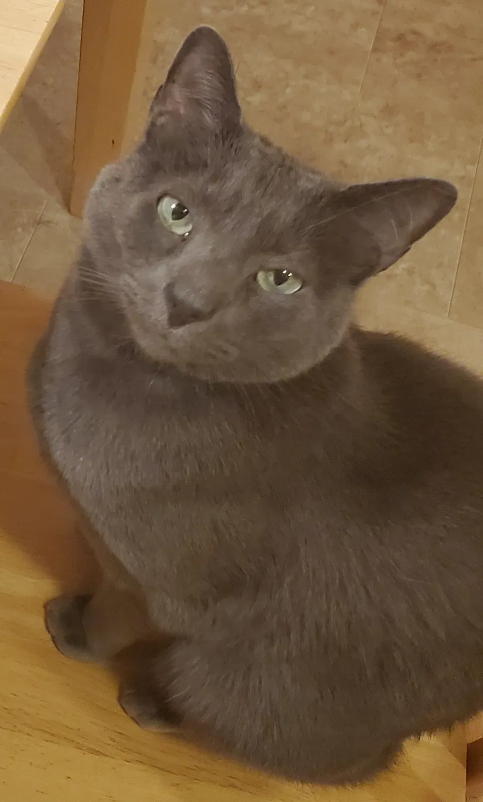 Lost cat in Fort Collins, CO, 80521
