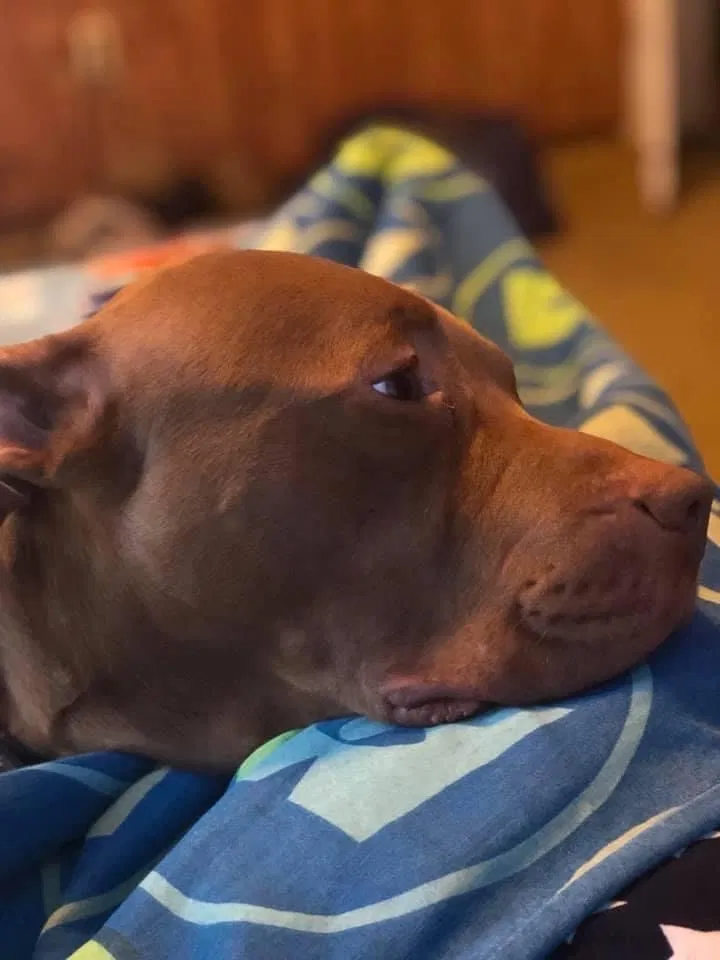 Lost dog in Gary, IN, 46408