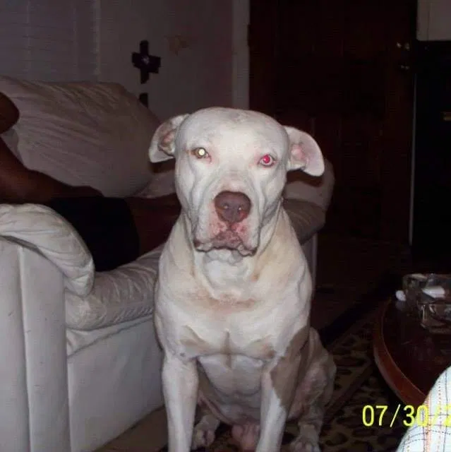 Lost dog in Dallas, TX, 75243