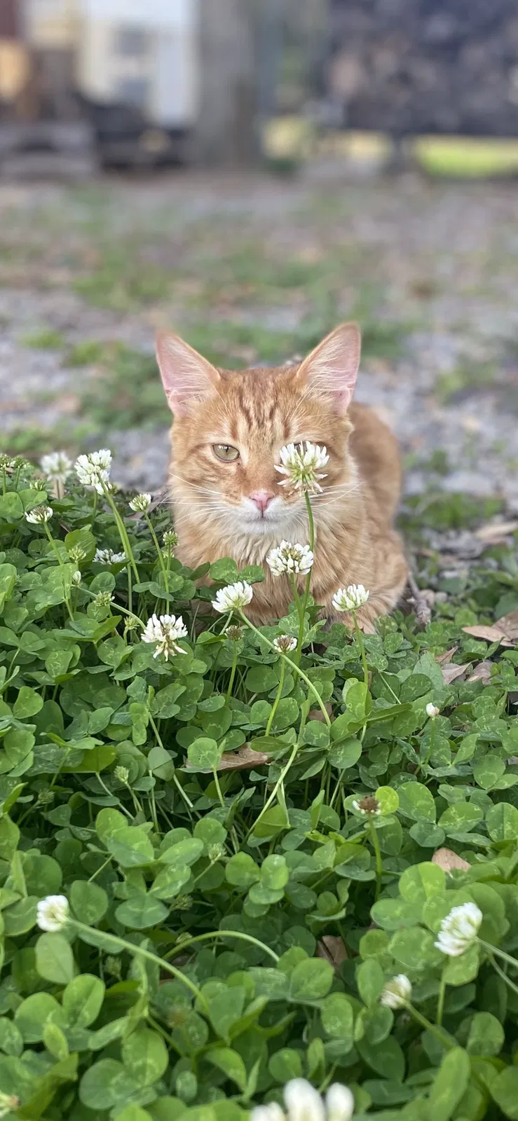 Lost cat in Youngsville, LA, 70592