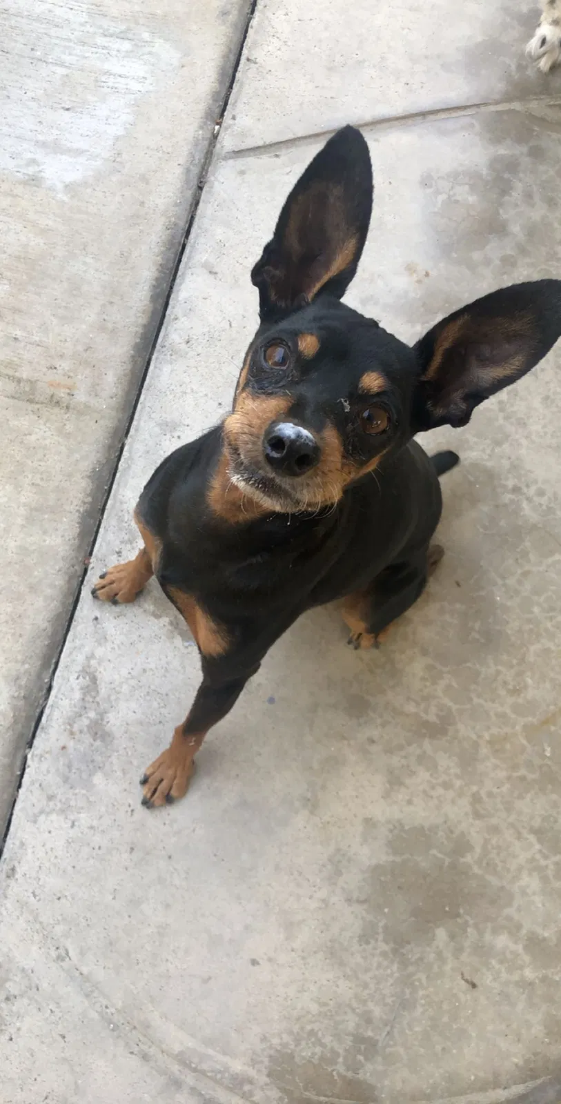 Lost dog in Santa Ana, CA, 92704