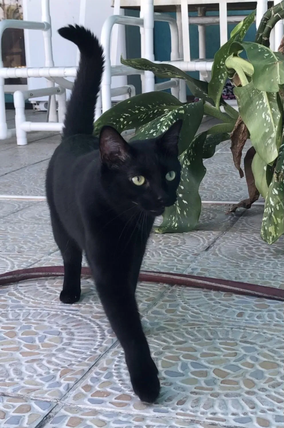 Lost cat in Port Saint Lucie, FL, 34984