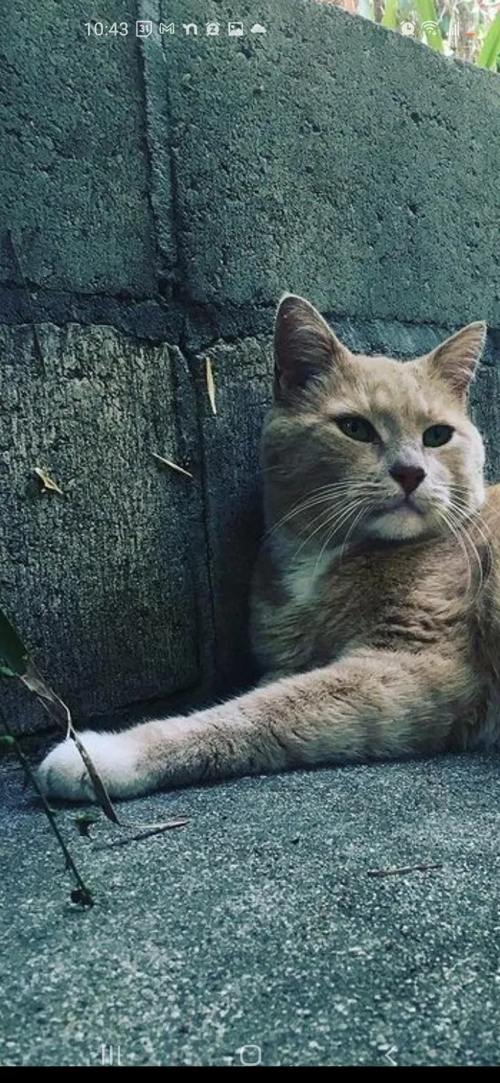Lost cat in Altadena, CA, 91001