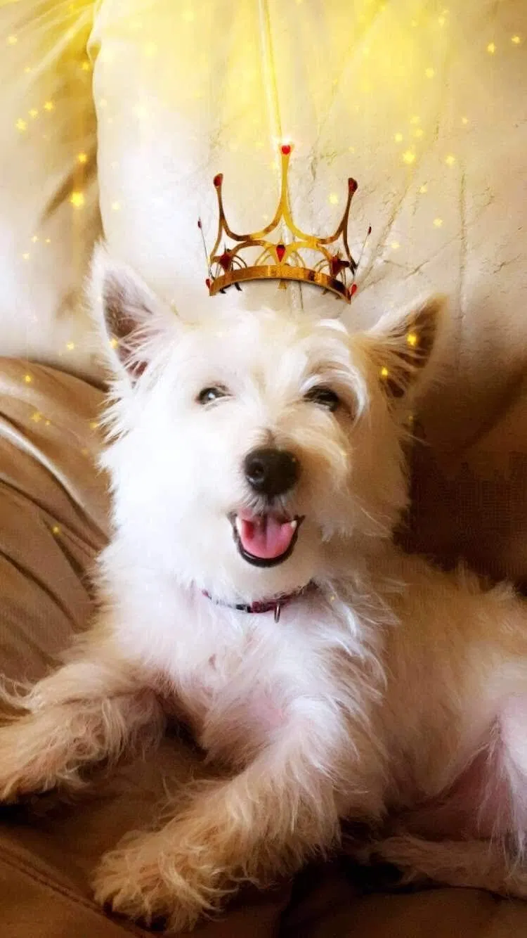 Lost dog in Uniondale, NY, 11553