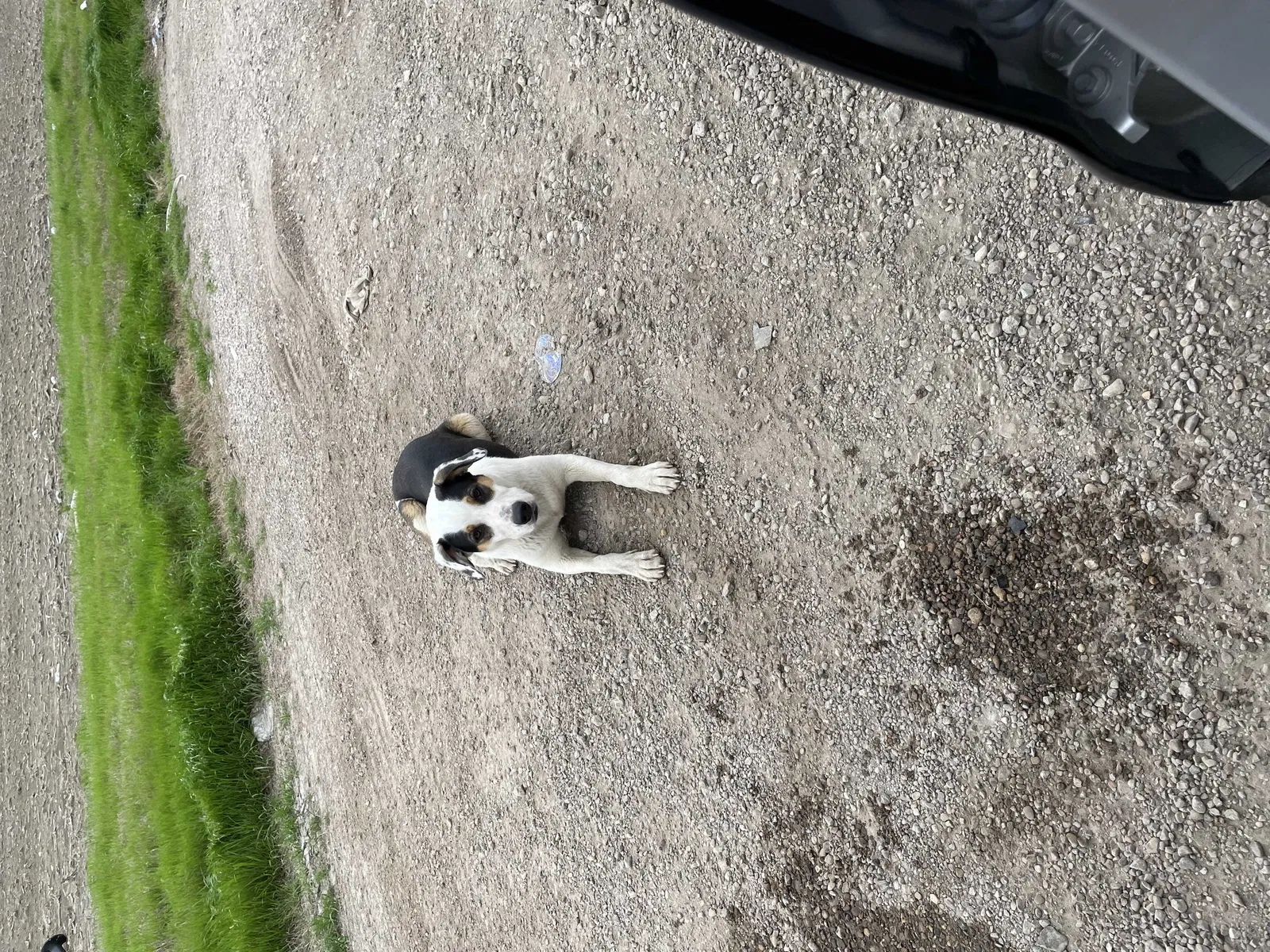Found dog in Hillsboro, TX, 76645