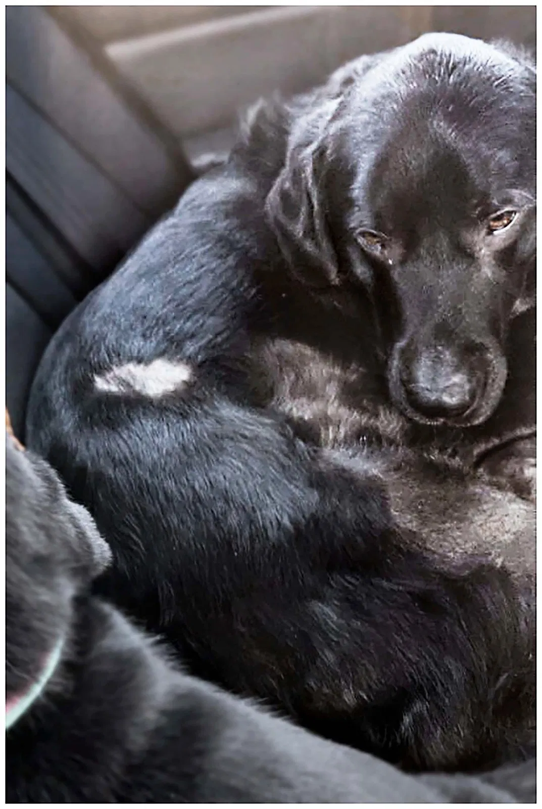 Lost dog in Sewell, NJ, 8080