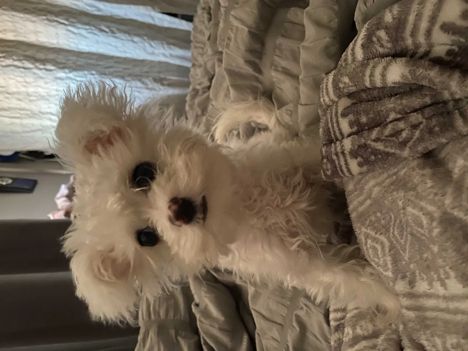 Lost dog in San Diego, CA, 92154