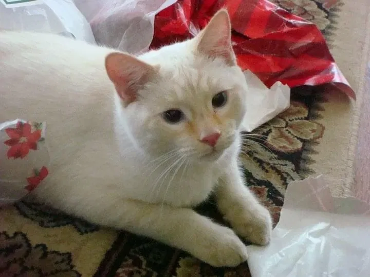 Lost cat in Knoxville, TN, 37920
