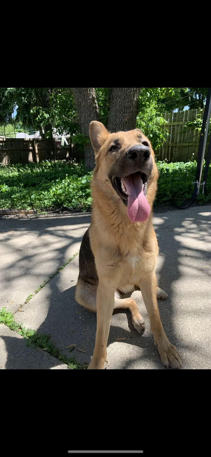 Lost dog in Milwaukee, WI, 53218