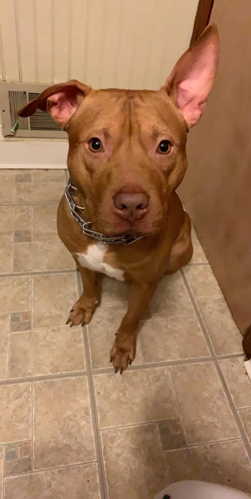 Lost dog in Milwaukee, WI, 53210