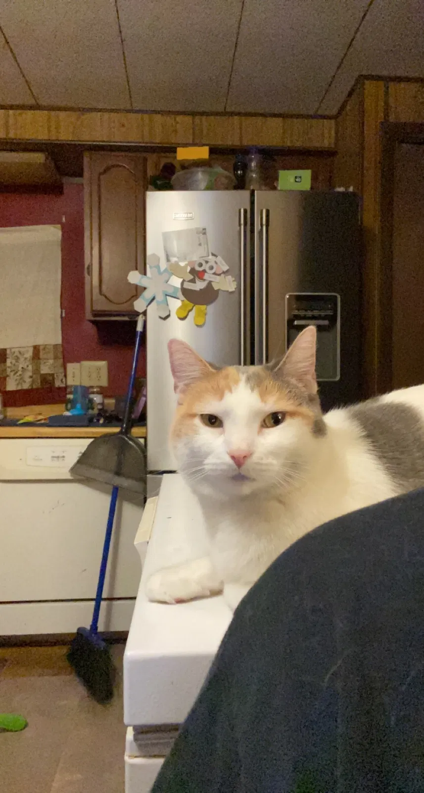 Lost cat in North Freedom, WI, 53951