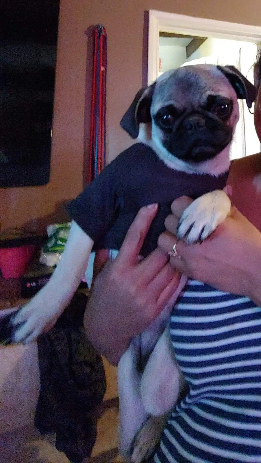 Lost dog in North Las Vegas, NV, 89030