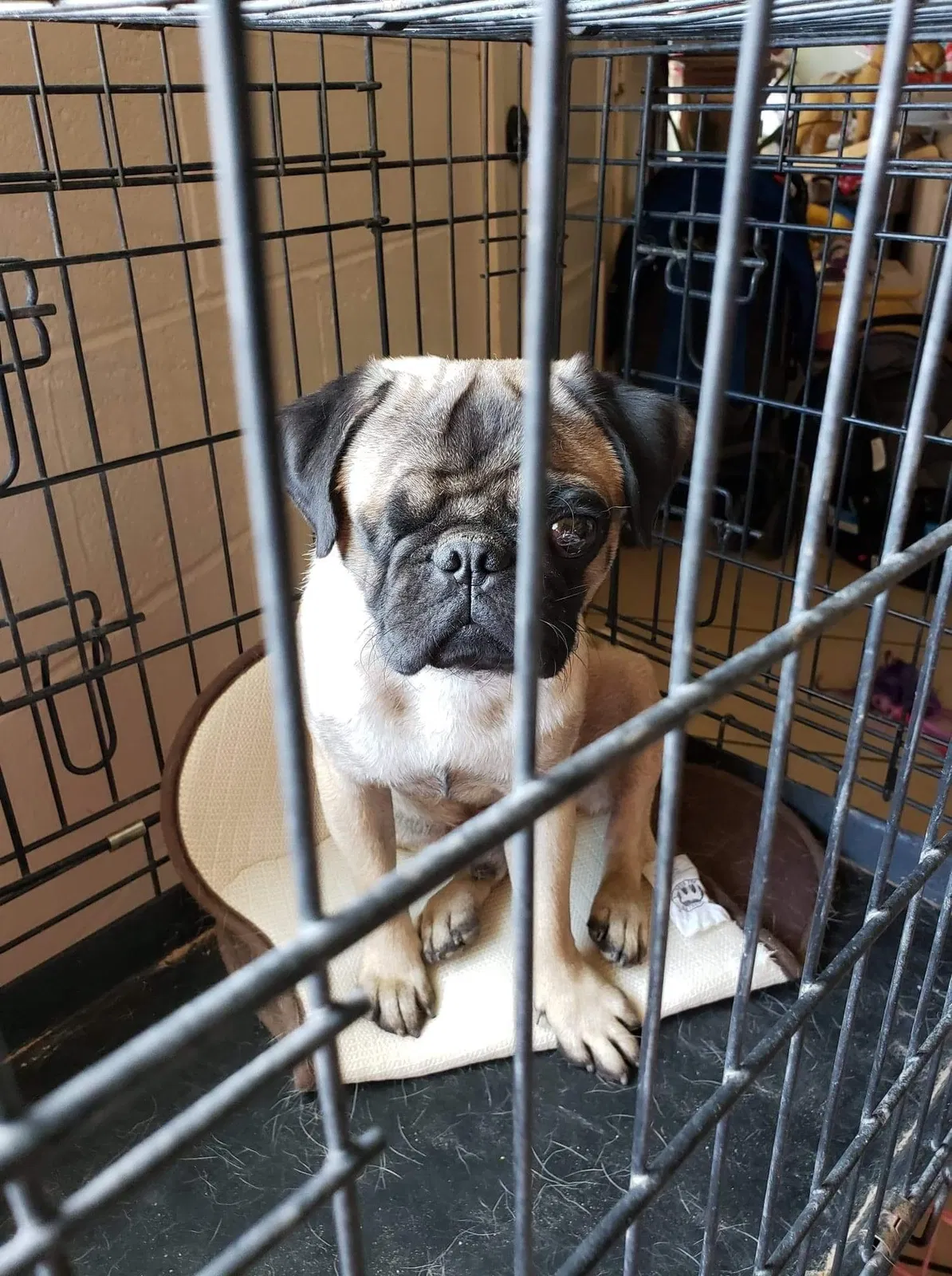 Lost dog in North Las Vegas, NV, 89030