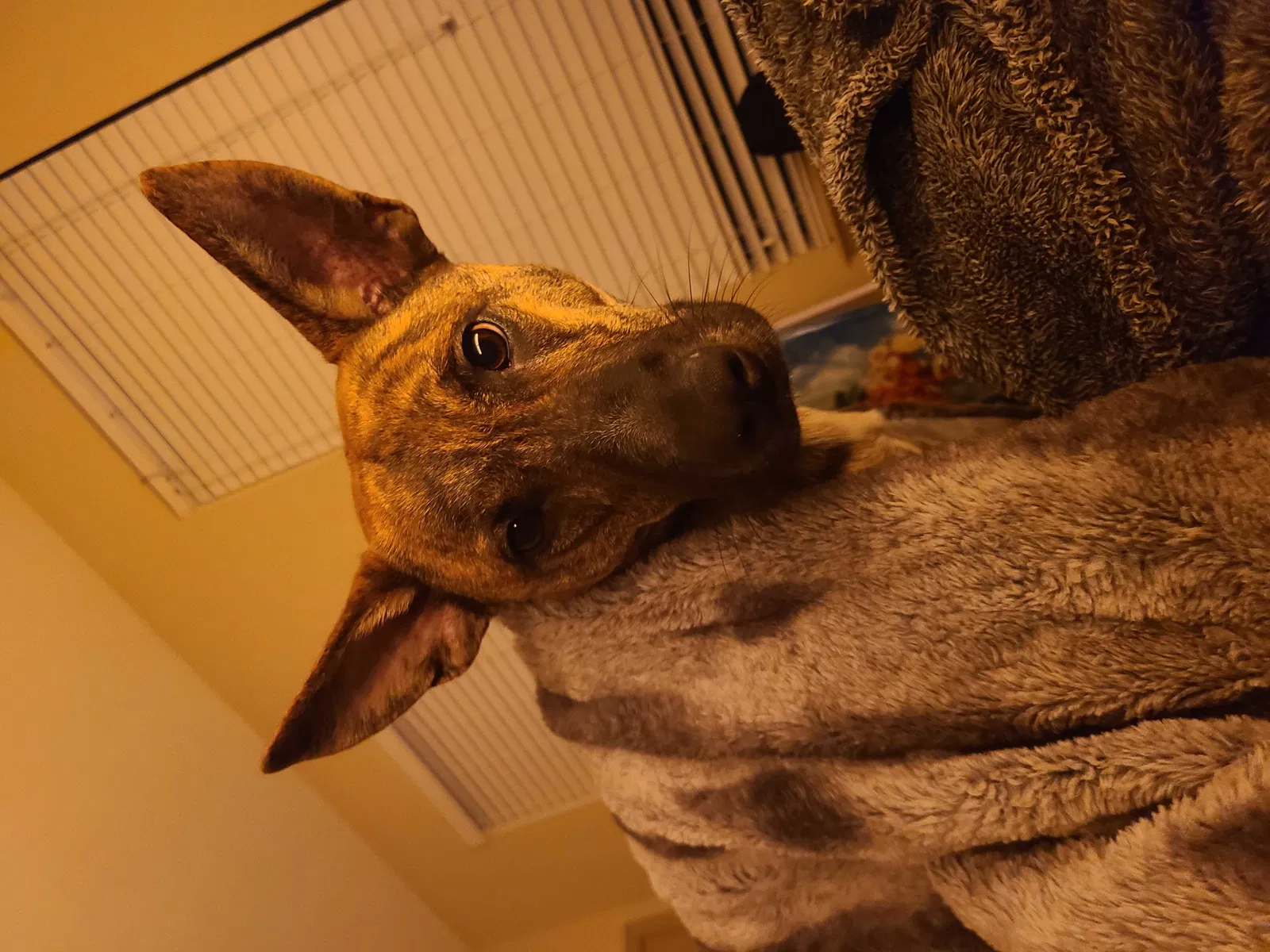 Lost dog in Jacksonville, FL, 32256