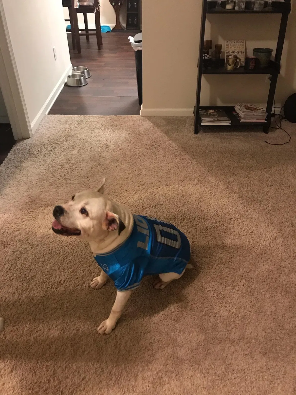 Lost dog in Covington, GA, 30016