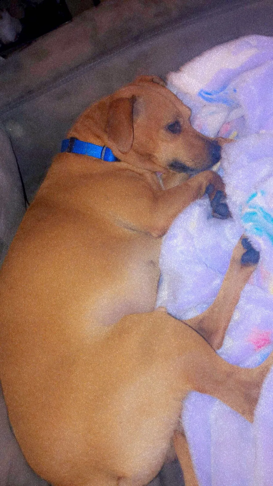 Lost dog in Pasadena, TX, 77506