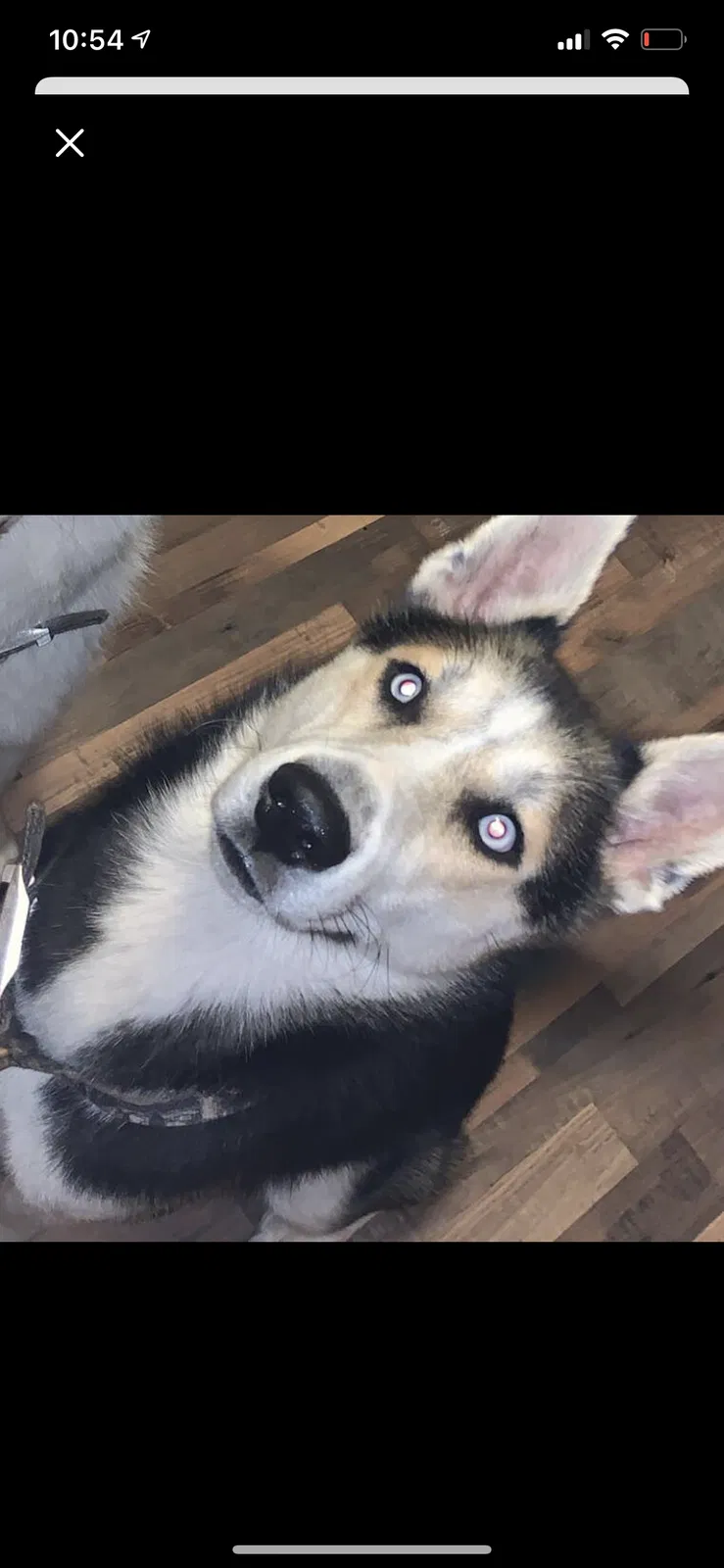 Lost dog in North Canton, OH, 44720