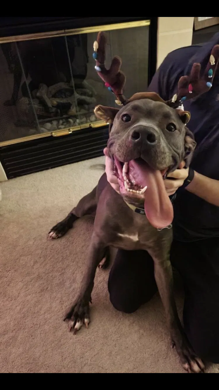 Lost dog in West Chester, OH, 45069