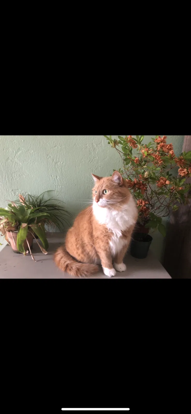 Lost cat in Port Orange, FL, 32129