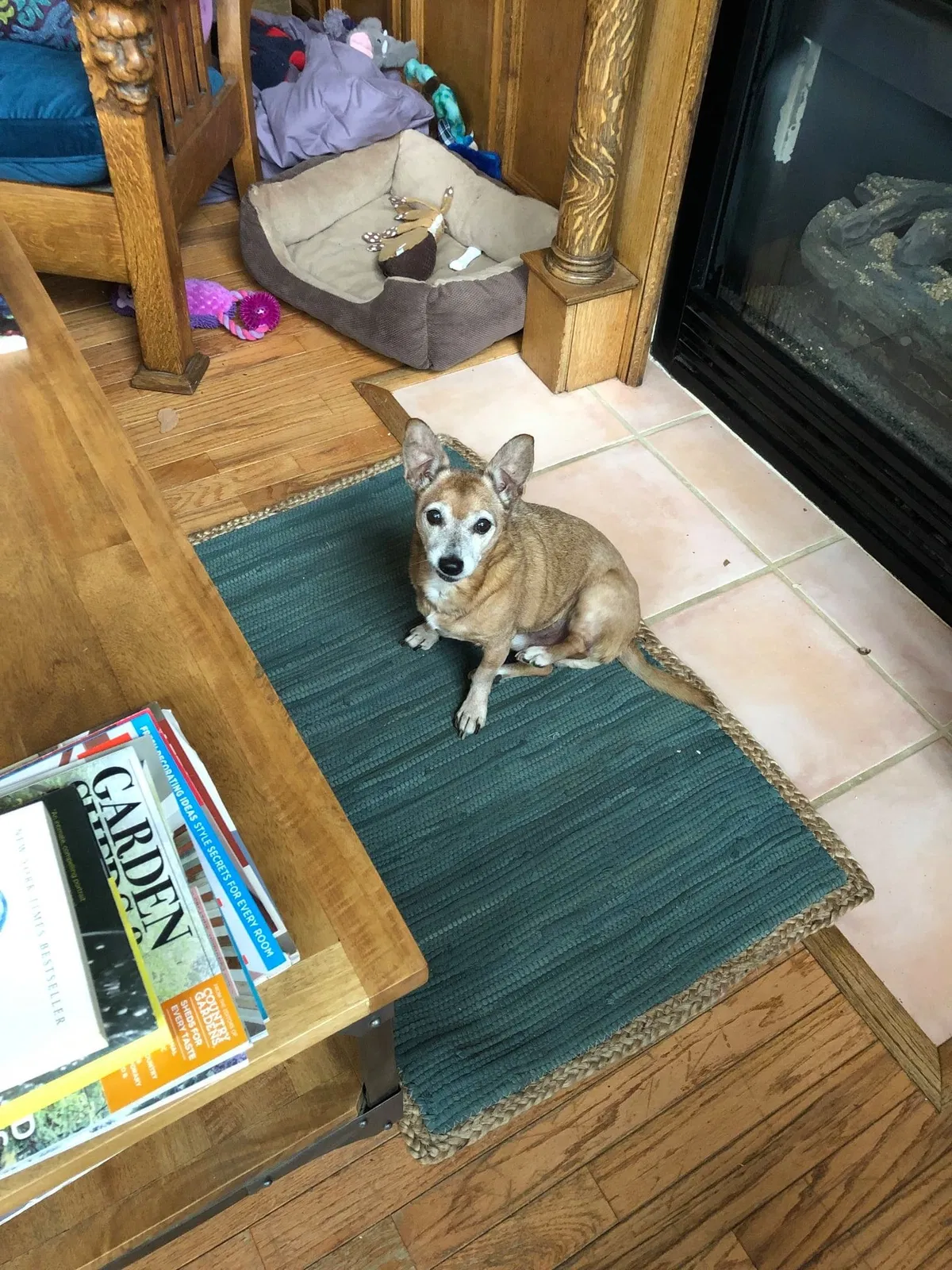 Lost dog in Reno, NV, 89509