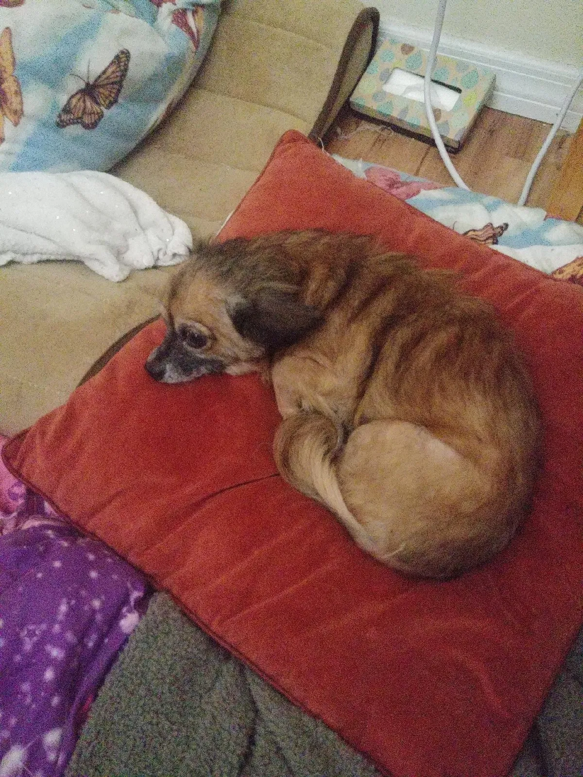 Lost dog in Cocoa Beach, FL, 32931