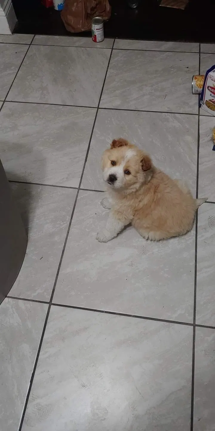 Lost dog in Fayetteville, NC, 28314