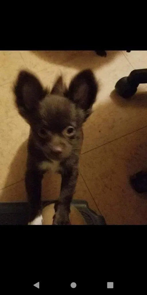 Lost dog in Hazel Crest, IL, 60429