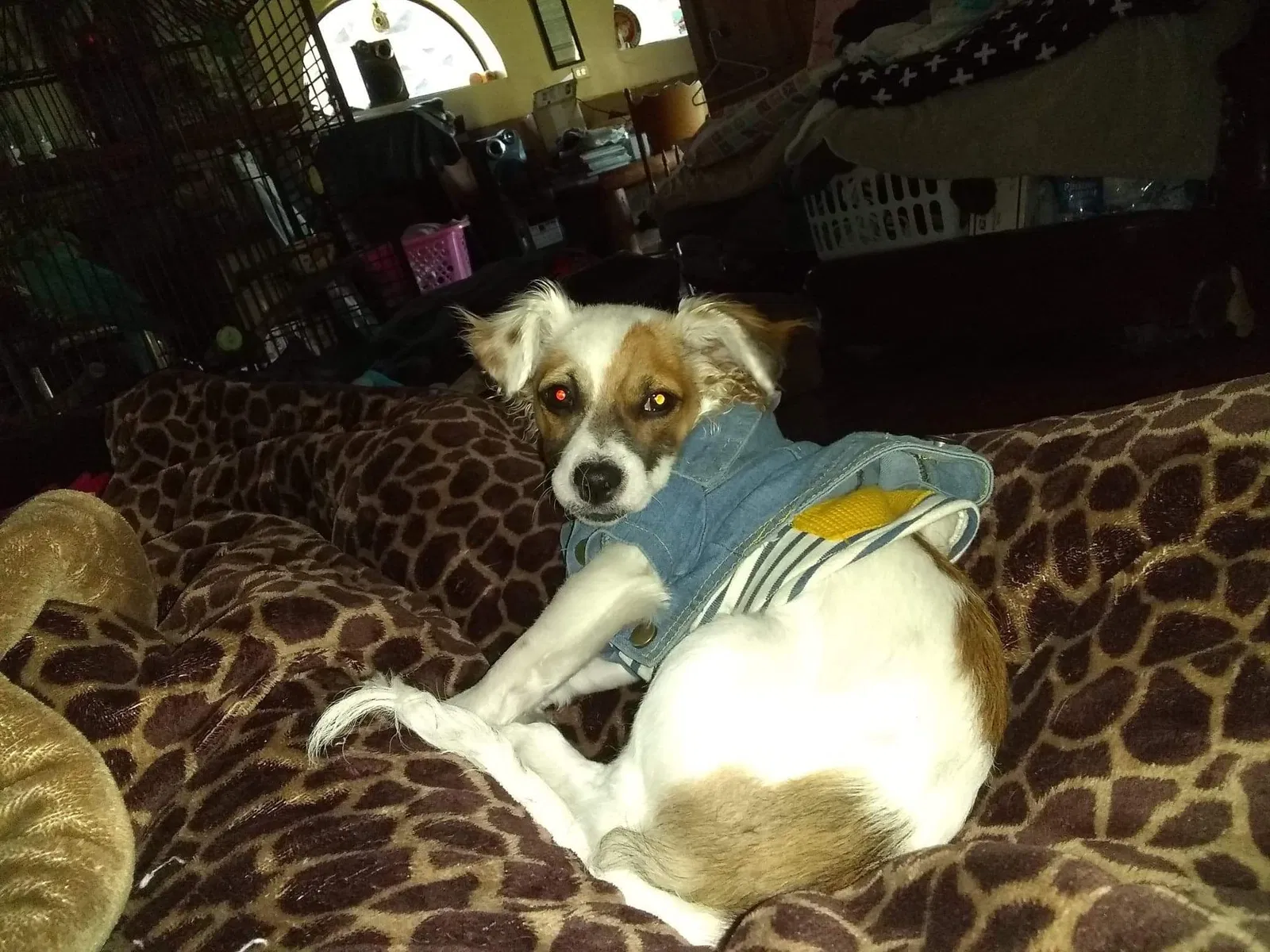 Lost dog in Vacaville, CA, 95687