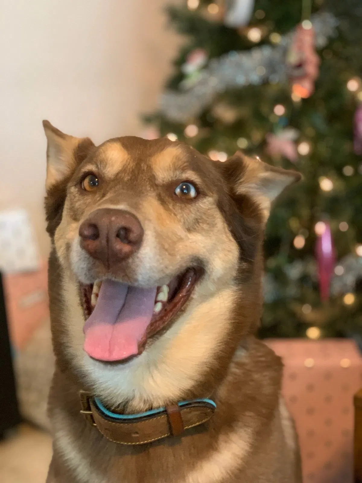 Lost dog in Garland, TX, 75043