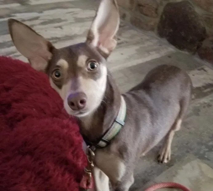 Lost dog in Spring, TX, 77382
