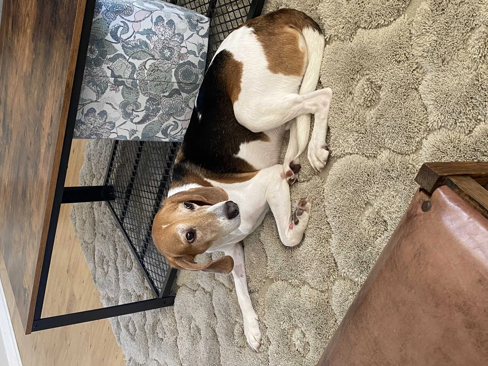 Lost dog in Lutz, FL, 33549