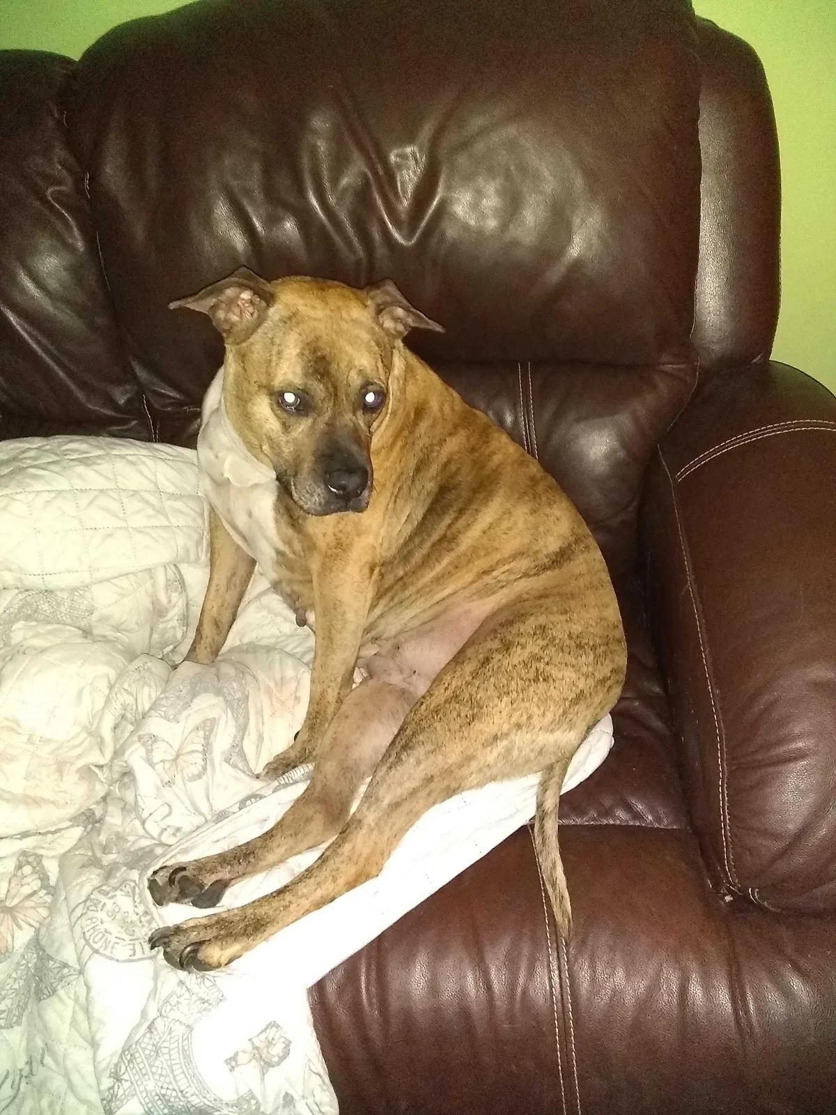Lost dog in Murfreesboro, TN, 37129