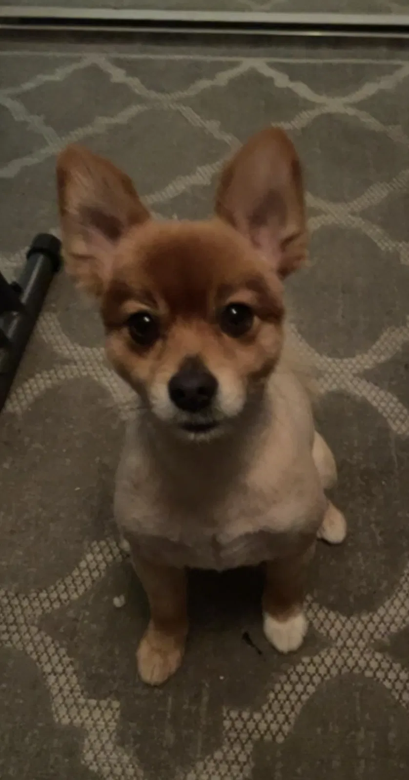 Lost dog in Highland, CA, 92346