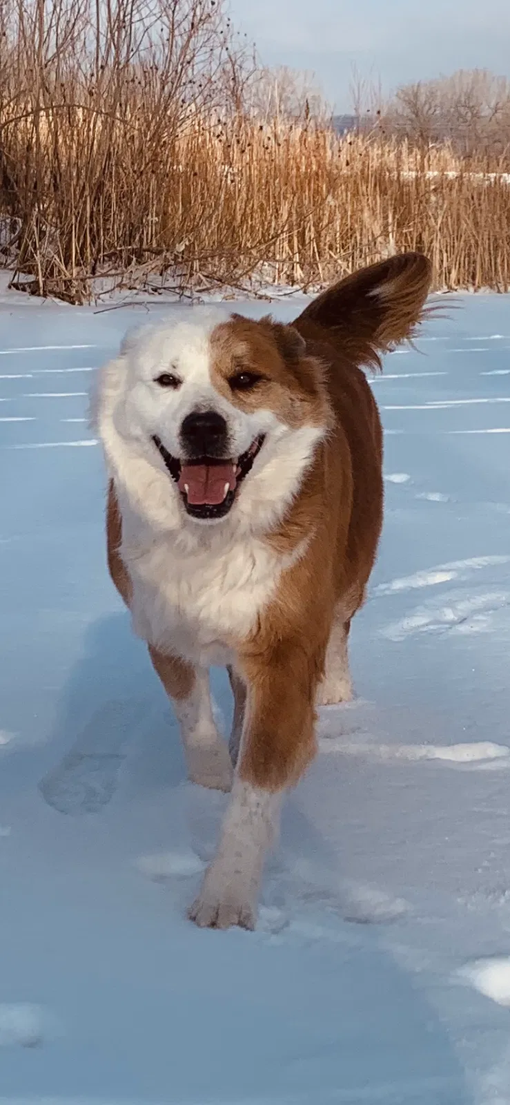 Lost dog in Starks, LA, 70661