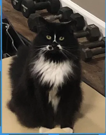Lost cat in Alexandria, VA, 22314