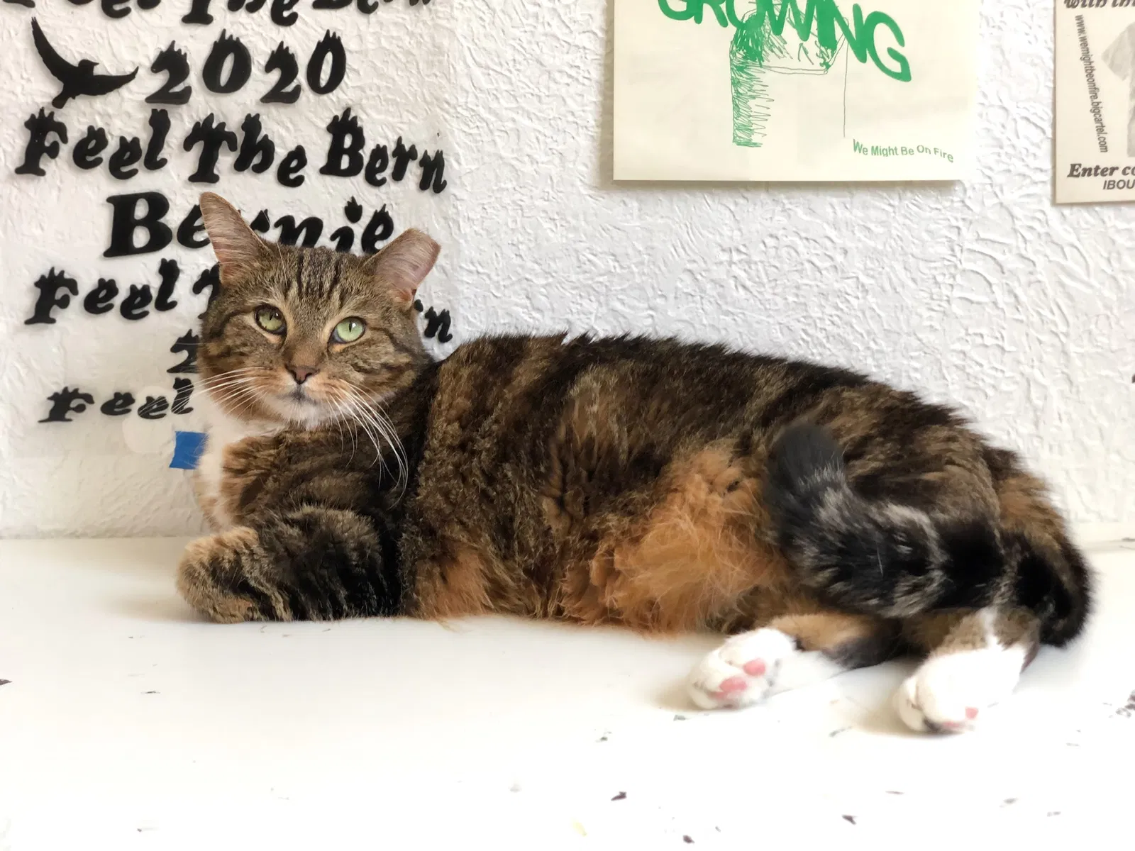 Lost cat in New Orleans, LA, 70130