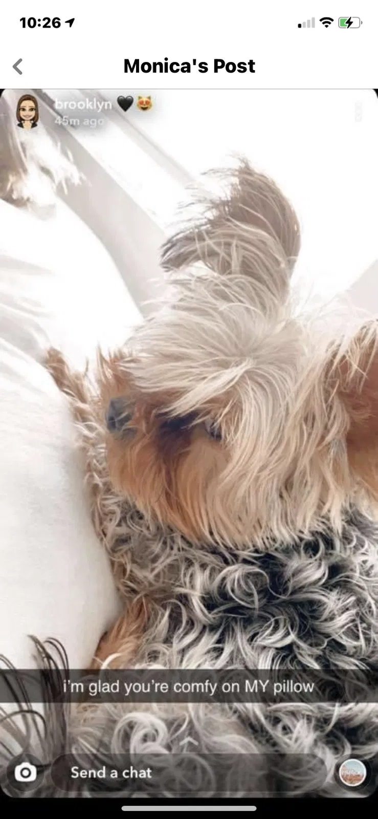 Lost dog in Villa Rica, GA, 30180