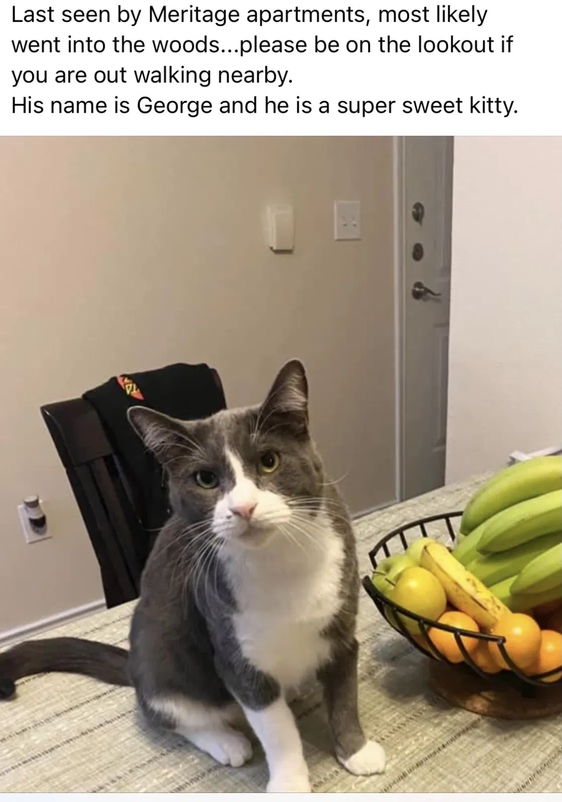 Lost cat in Austin, TX, 78732