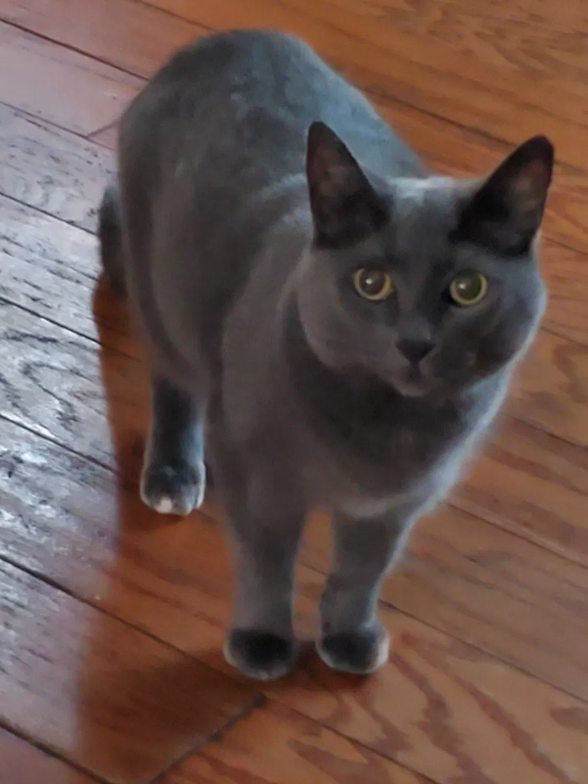 Lost cat in Dearborn, MI, 48124