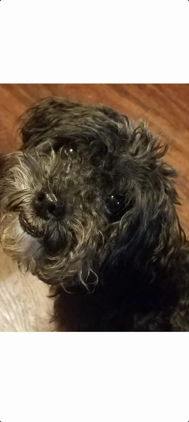 Lost dog in Fairburn, GA, 30213