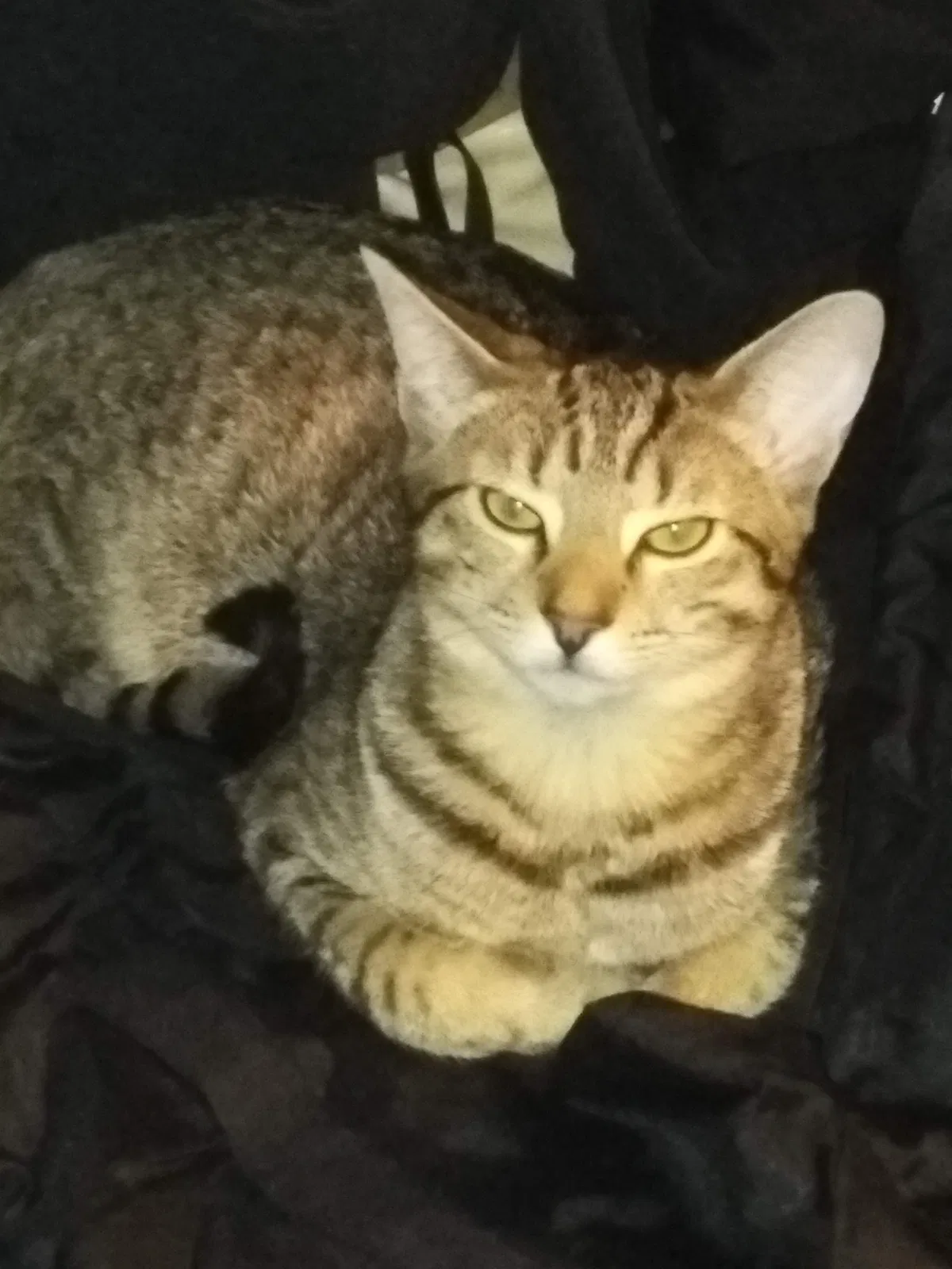 Lost cat in Auburn, WA, 98092
